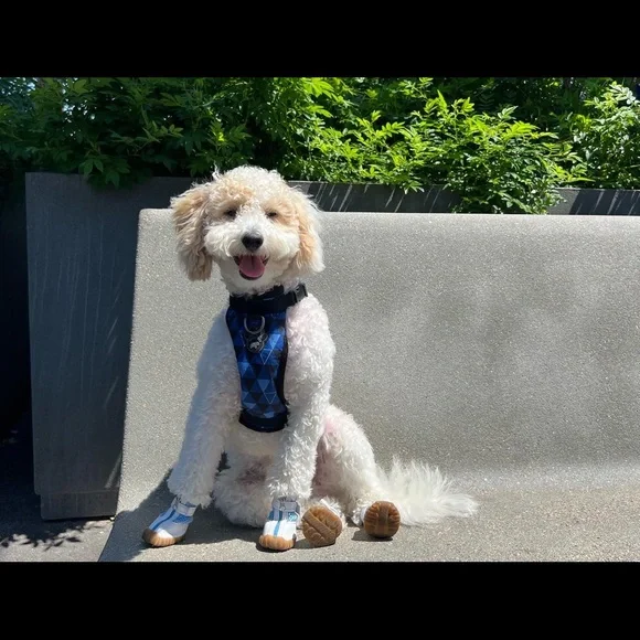 DURABLE, BREATHABLE, DOG SHOES - Picture 6 of 7